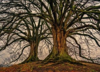 Co grozi za podwójne ubezpieczenie?