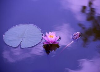 Jaka stawka amortyzacji dla urządzenia wielofunkcyjnego?